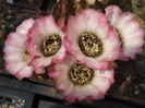 DSCF0365