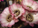 DSCF0366