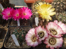 DSCF0368