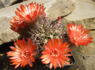 DSCF0375