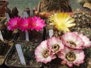 DSCF0381