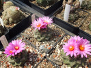 DSCF0382