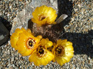 DSCF0444