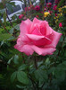 IMGP2597