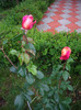 IMGP2598