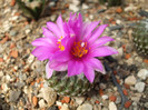 Phelecyphora strobiliformis