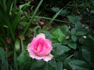 IMGP2611