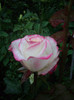 IMGP2620