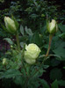 IMGP2623