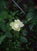 IMGP2624