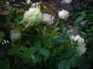 IMGP2626