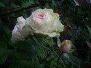 IMGP2629