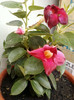 dipladenia rosie