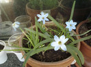 25 mai 2012-flori 027