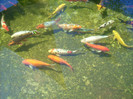 Kefalon2012 261