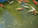 Kefalon2012 262