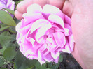 Picture 008