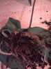 Radacini putrezite