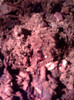 Smoc de par