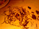 Radacini