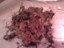 Sphagnum colectat
