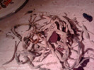 Radacini putrezite