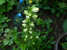 DSCN5772