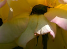 DSCN5848
