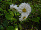 DSCN5871