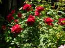 DSCN5890