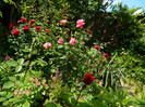DSCN5892