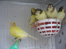 Happy family