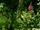 DSCN5893