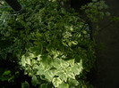 DSCN5903