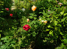 DSCN5907