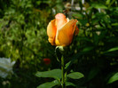 DSCN5908