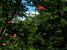 DSCN5915