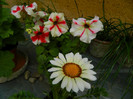 DSCN5933
