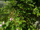 DSCN5944