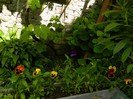 DSCN5947