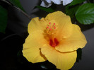 Hibiscus Cairo Yelow