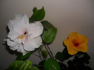 Hibiscus Clasic White si Cairo Yelow
