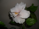 Hibiscus Clasic White