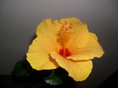 Hibiscus Cairo Yelow