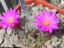 Mammillaria deherdtiana