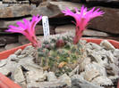Mammillaria deherdtiana
