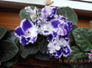 Picture 039