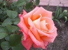 2012-05-26 17.31.41