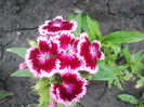 2012-05-26 17.35.05