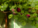 DSCN6024